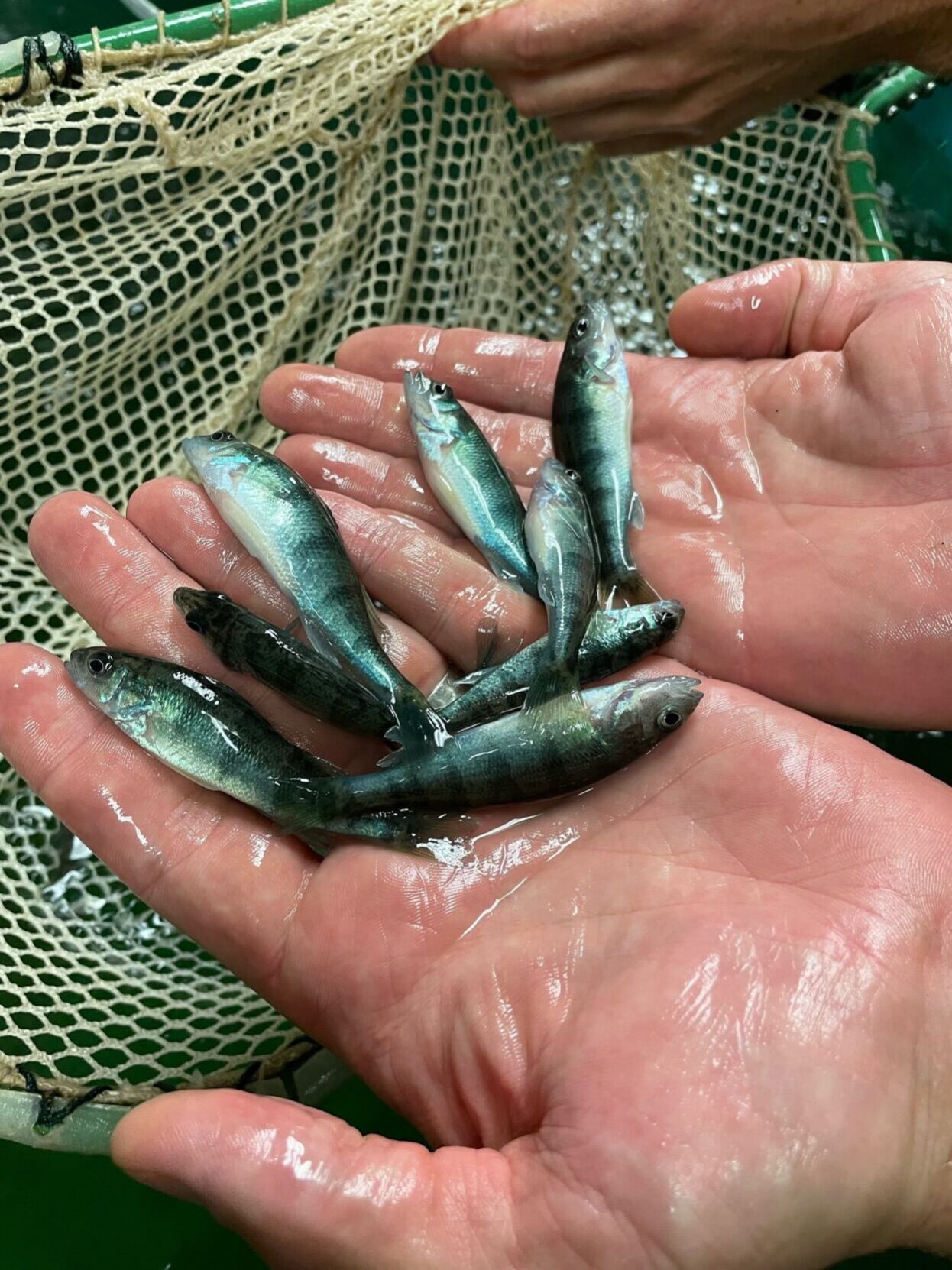 Perch in SIU Carbondale Research